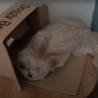 寝転がる猫