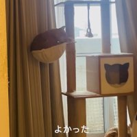 新しいハンモックに乗る茶トラ猫