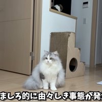 テロップ「ぽこうましろ的に～」