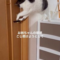 レバーから片手を離す猫