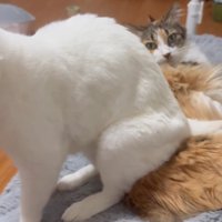 困惑する猫