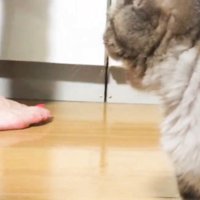 振り返る猫