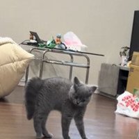 鏡の中に映る子猫