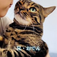 飼い主さんに抱っこされる兄ベンガル