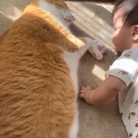 猫の真横でハイハイしている赤ちゃん