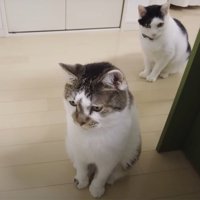 キッチンに座る猫たち