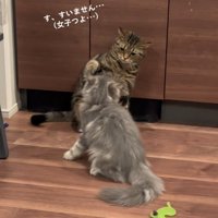 喧嘩している猫さんたち