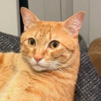 くつろいでいる猫