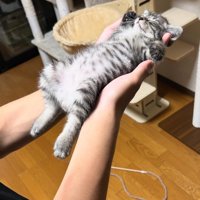 仰向けで熟睡する子猫5