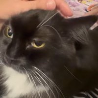 人の上に乗っている猫