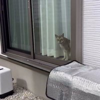 窓から外を眺める猫