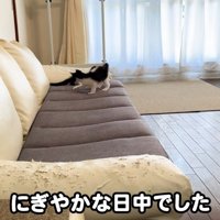 ソファの上で遊ぶ2匹の子猫
