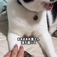 前足を人に触られる猫