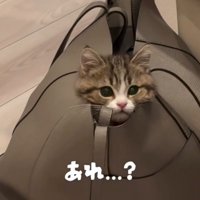 「あれ？」と書かれた写真