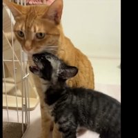 茶トラ猫さんとレパードくん