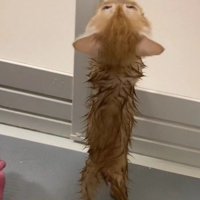 お風呂を嫌がる子猫