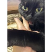 甘噛みしている猫