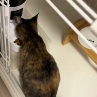 ご飯の前に座る猫
