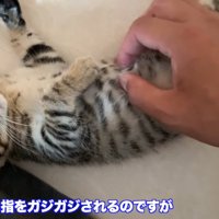 タロちゃん