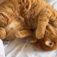 前足で顔を隠しながら眠る猫