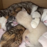 授乳中の親子猫と小さな子猫
