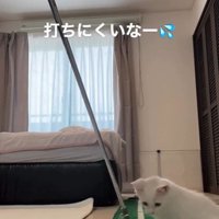 ゴルフの練習をしている人とそれを見ている子猫