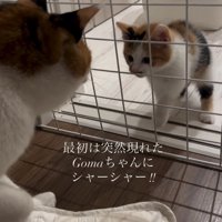 向かい合う成猫と子猫