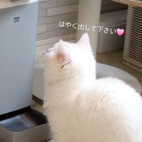 自動給餌器の前でロボットをみつめる猫％