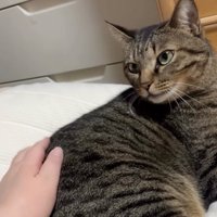 振り返る猫