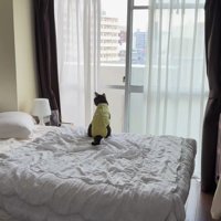 ベッドに座って外を眺める猫