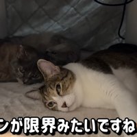 こたつに入っている猫達