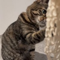 網に前足を伸ばす猫