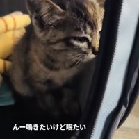 ウトウトする子猫