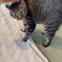 戸惑いながら見つめる猫