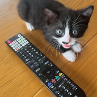 前脚を揃えてカメラ目線の猫