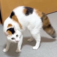 睨む猫