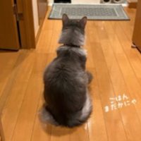 室内にいる猫