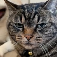 不機嫌そうな猫のアップ