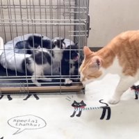 間近で威嚇