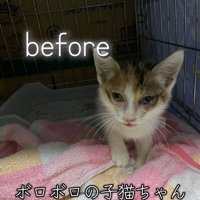 タオルの上にいる子猫「before」