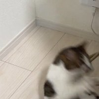 転がる猫