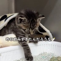 眠そうな猫