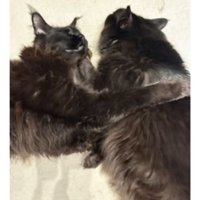 室内にいる猫
