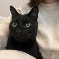 一緒にくつろぐ猫