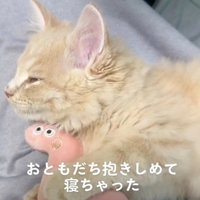 ぬいぐるみを抱きしめている眠たそうな子猫