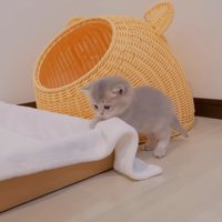 ベッドにいく子猫