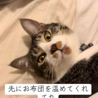 振り向く猫