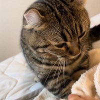 ふみふみする猫
