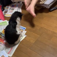 チラシの上でお座りしてやや前傾姿勢になっている子猫