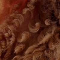 湿気でうねった猫の毛